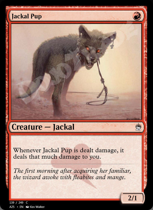 Jackal Pup